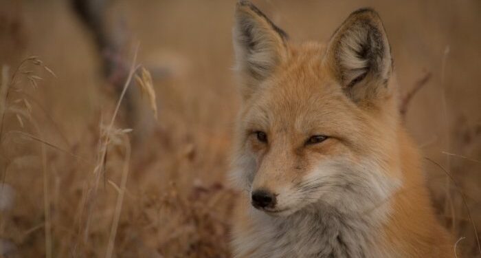 Se intensifican las presiones para una legislación europea sobre el bienestar animal 1 Se intensifican las presiones para una legislación europea sobre el bienestar animal