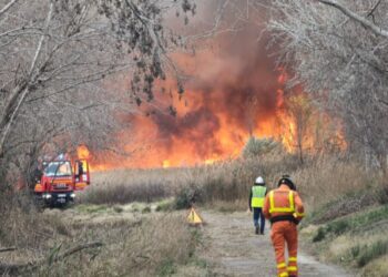 Incendio Forestal en la Marjal dels Moros entre Puzol y Sagunt y en Algueña (Alicante)