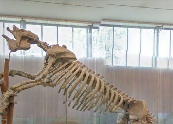 El Museo de Ciencias Naturales permanecerá cerrado 3 meses