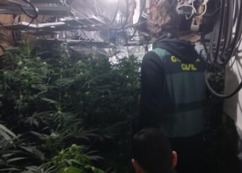 Desmantelada una plantación e incautados más de 240 kilogramos de marihuana en Macastre con un detenido