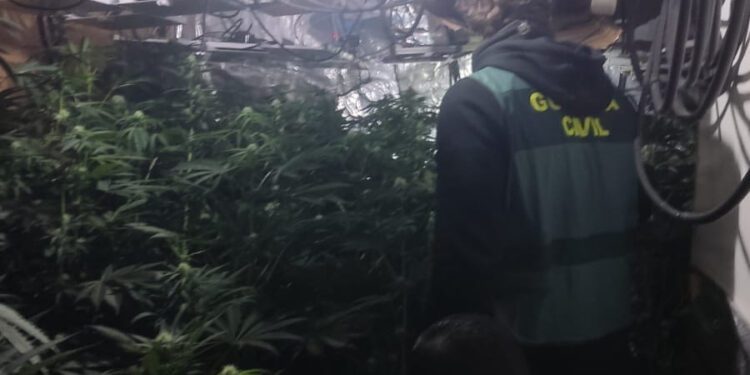 Desmantelada una plantación e incautados más de 240 kilogramos de marihuana en Macastre con un detenido