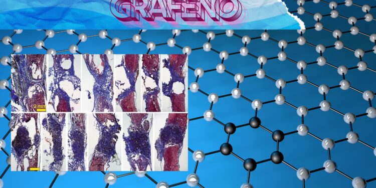 Logran reconectar con grafeno, una médula espinal totalmente seccionada 1 Logran reconectar con grafeno, una médula espinal totalmente seccionada