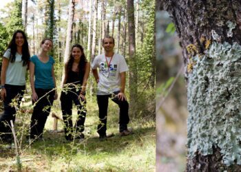 Descubren un nuevo liquen en Europa en el Parque Natural de Penyagolosa