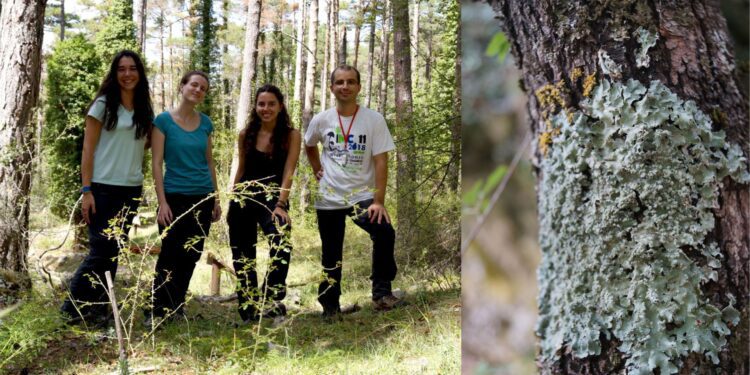 Descubren un nuevo liquen en Europa en el Parque Natural de Penyagolosa