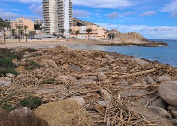 Las cañas en las playas de Cullera casi 100 días después de la #DANA. Las playas están llenas de trocitos de cañas y troncos