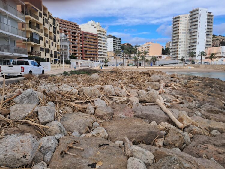 Las cañas en las playas de Cullera casi 100 días después de la #DANA. Las playas están llenas de trocitos de cañas y troncos