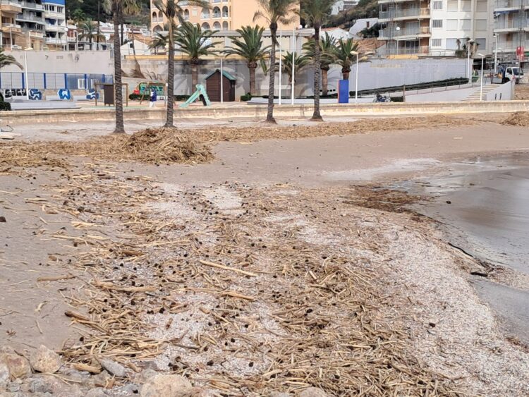 Las cañas en las playas de Cullera casi 100 días después de la #DANA. Las playas están llenas de trocitos de cañas y troncos