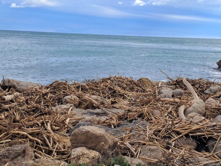 Las cañas en las playas de Cullera casi 100 días después de la #DANA. Las playas están llenas de trocitos de cañas y troncos
