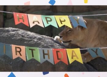 BIOPARC Valéncia celebra su 17º Aniversario con un fin de semana festivo