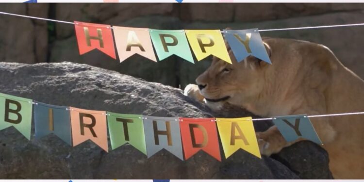 BIOPARC Valéncia celebra su 17º Aniversario con un fin de semana festivo