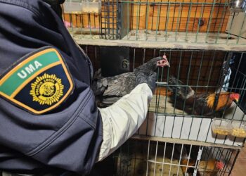 La Policía Local y el CNP localizan en un vivienda de Orriols un criadero de perros y gallos de pelea