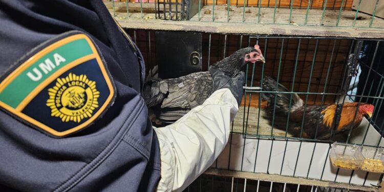 La Policía Local y el CNP localizan en un vivienda de Orriols un criadero de perros y gallos de pelea