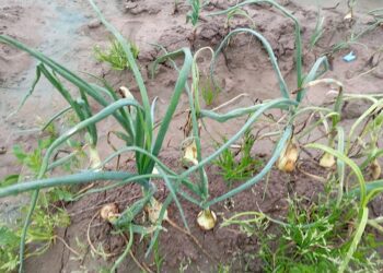 Las lluvias y la falta de materias eficaces arrasan más del 80% de las cebollas valencianas