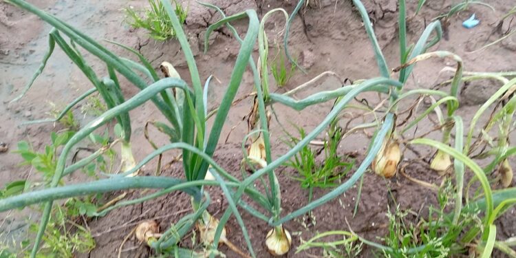 Las lluvias y la falta de materias eficaces arrasan más del 80% de las cebollas valencianas