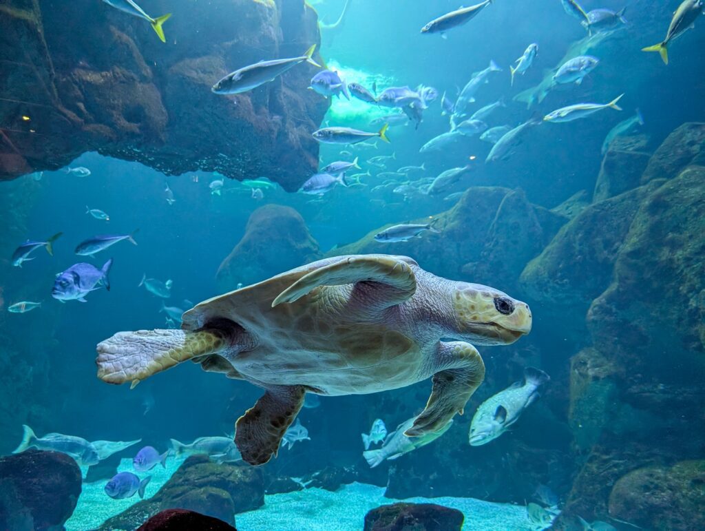 Bioparc Acuario de Gijon 1