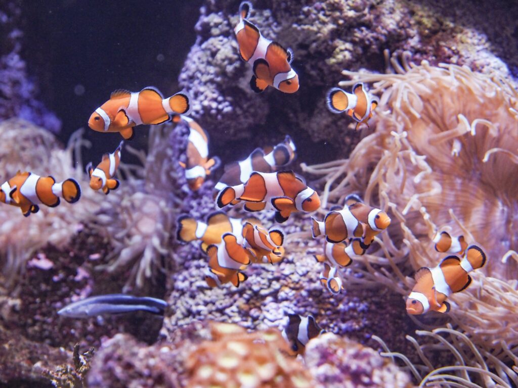 Bioparc Acuario de Gijon