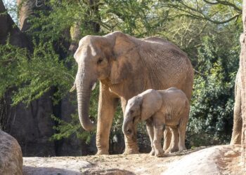 Bioparc descubre las "Reinas de la Naturaleza": hembras que protagonizan la historia del reino animal
