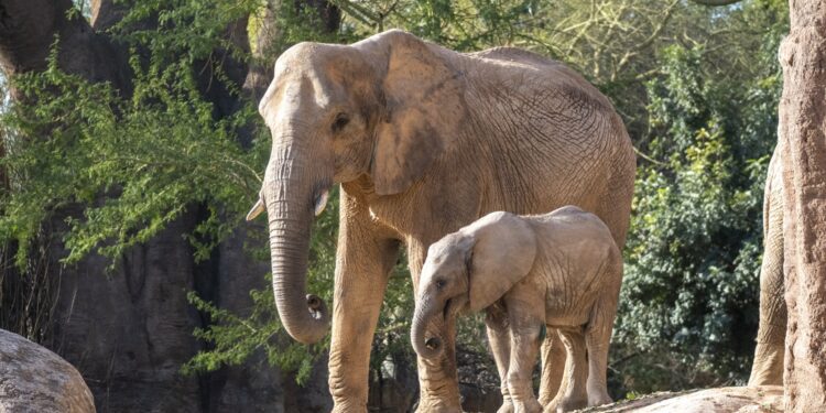 Bioparc descubre las "Reinas de la Naturaleza": hembras que protagonizan la historia del reino animal 1 Bioparc descubre las "Reinas de la Naturaleza": hembras que protagonizan la historia del reino animal