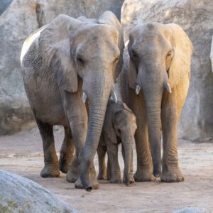 Bioparc Valencia Elefantes 2