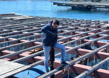 La Clóchina de Valencia arranca la temporada 2025 donde esperan unas mil toneladas