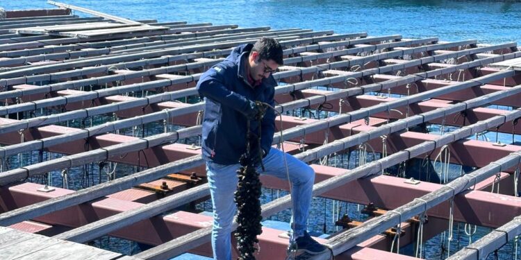 La Clóchina de Valencia arranca la temporada 2025 donde esperan unas mil toneladas 1 La Clóchina de Valencia arranca la temporada 2025 donde esperan unas mil toneladas