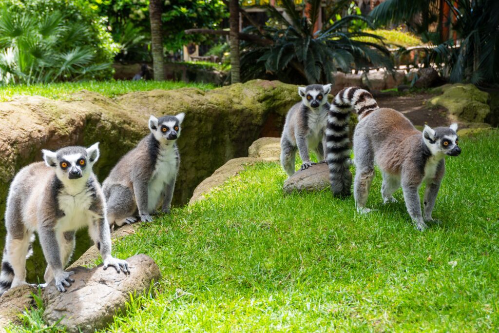 Lemures cola anillada Bioparc Fuengirola