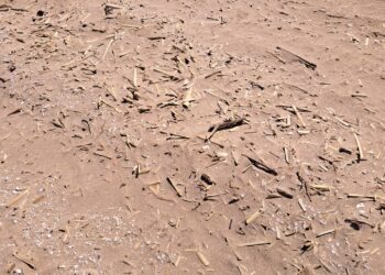 Las playas de Cullera llenas de trozos de cañas a un mes de la Semana Santa