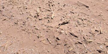 Las playas de Cullera llenas de trozos de cañas a un mes de la Semana Santa