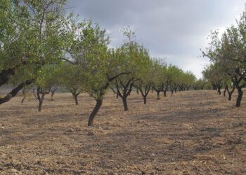 AVA Asaja denuncia que el Gobierno deja fuera de la ayuda asociada de frutos secos a las comarcas más productoras 1 AVA Asaja denuncia que el Gobierno deja fuera de la ayuda asociada de frutos secos a las comarcas más productoras