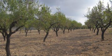 AVA Asaja denuncia que el Gobierno deja fuera de la ayuda asociada de frutos secos a las comarcas más productoras
