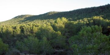 La Generalitat Valenciana refuerza medidas contra la tala ilegal de madera