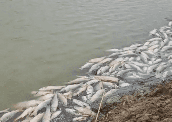 Aparecen miles de peces muertos en La Albufera y autoridades y técnicos aseguran que es debido al vaciado de campos cercanos