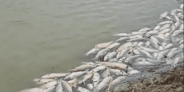Aparecen miles de peces muertos en La Albufera y autoridades y técnicos aseguran que es debido al vaciado de campos cercanos