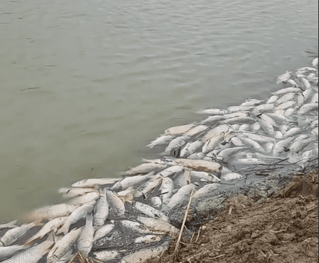 Aparecen miles de peces muertos en La Albufera y autoridades y técnicos aseguran que es debido al vaciado de campos cercanos 1 Aparecen miles de peces muertos en La Albufera y autoridades y técnicos aseguran que es debido al vaciado de campos cercanos