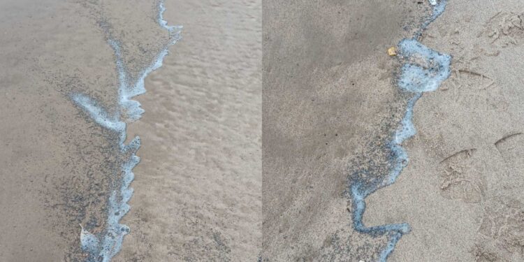 Aparece una sustancia en las Playas de Saler y Perellonet y los técnicos establecen que no hay riesgo medioambiental ni sanitario 1 Aparece una sustancia en las Playas de Saler y Perellonet y los técnicos establecen que no hay riesgo medioambiental ni sanitario