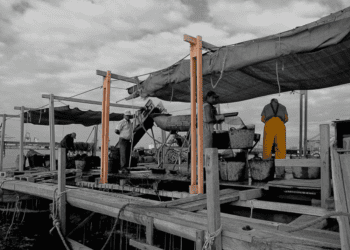 La Clóchina de Valencia y su historia: Un Tesoro del Mediterráneo