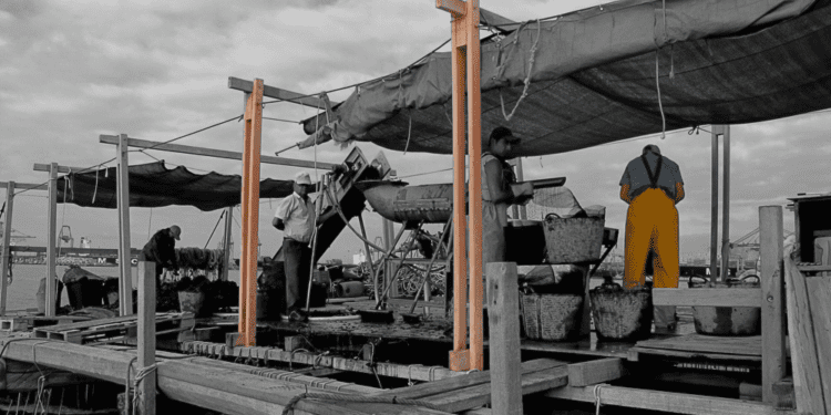 La Clóchina de Valencia y su historia: Un Tesoro del Mediterráneo 1 La Clóchina de Valencia y su historia: Un Tesoro del Mediterráneo