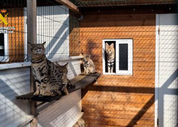 Detenidas dos personas por vender a través de internet animales exóticos