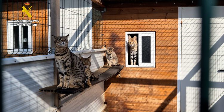 Detenidas dos personas por vender a través de internet animales exóticos 1 Detenidas dos personas por vender a través de internet animales exóticos