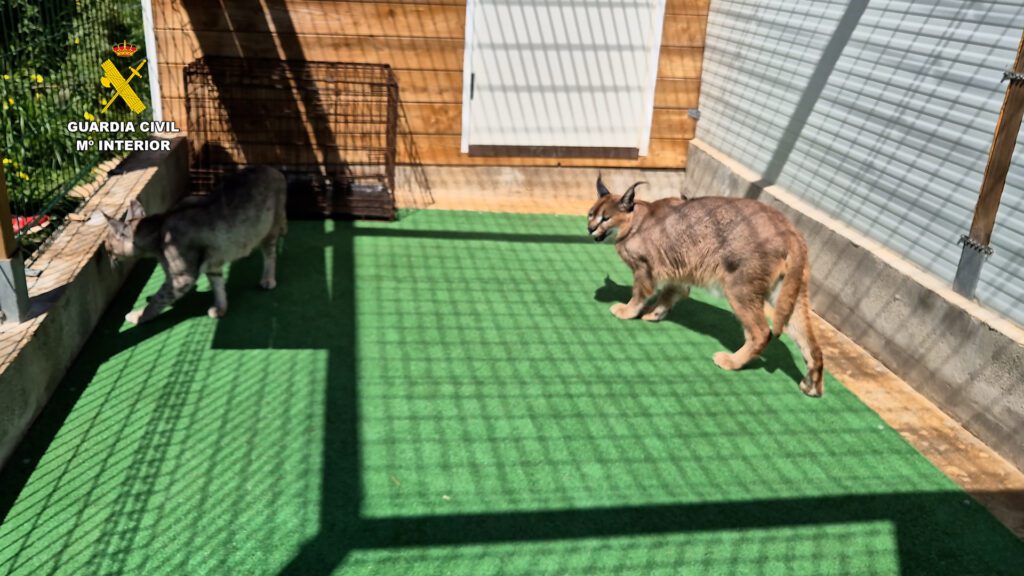 Detenidas dos personas por vender a través de internet animales exóticos 2 2025 04 14 op Kotach Valencia 02