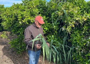 AVA-Asaja alerta sobre la expansion de canyas invasoras tras la dana: “Estamos ante una amenaza de largo plazo para la agricultura valenciana”