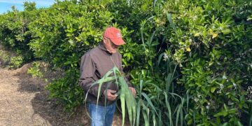AVA-Asaja alerta sobre la expansion de canyas invasoras tras la dana: “Estamos ante una amenaza de largo plazo para la agricultura valenciana”
