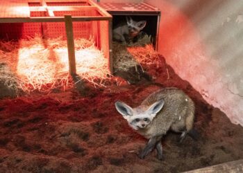 Dos zorras orejudas llegan a BIOPARC Valéncia para reforzar su conservación