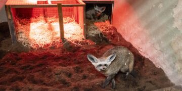 Dos zorras orejudas llegan a BIOPARC Valéncia para reforzar su conservación