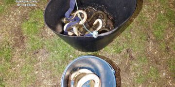 La Guardia Civil interviene ejemplares de anguila europea pescados de manera ilegal en el Parque Natural de la Albufera de Valencia