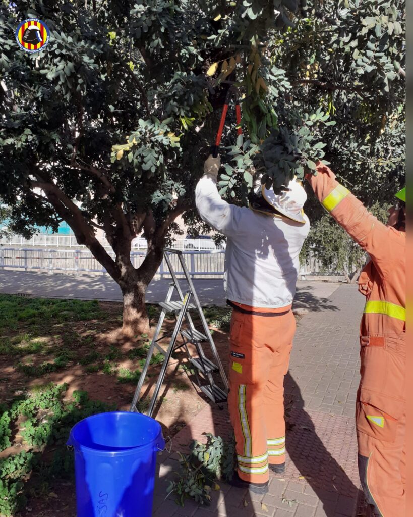 Los bomberos multiplican la retirada de panales de abejas en entornos urbanos 5 Gn9Y BWkAIQ fa