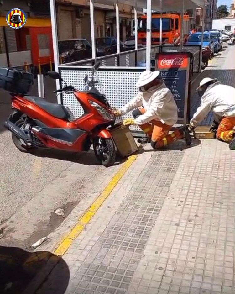 Los bomberos multiplican la retirada de panales de abejas en entornos urbanos