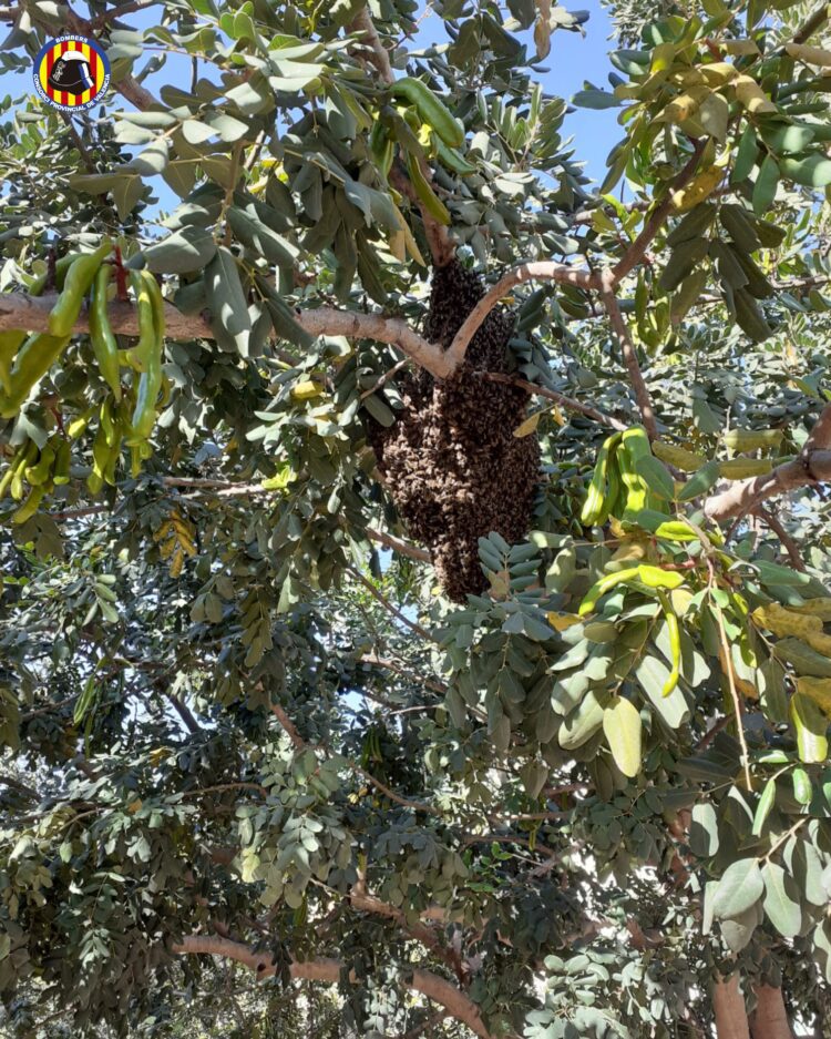 Los bomberos multiplican la retirada de panales de abejas en entornos urbanos