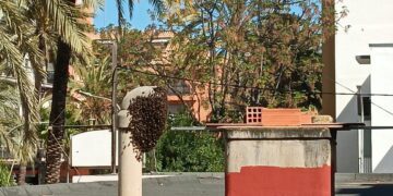 Los bomberos multiplican la retirada de panales de abejas en entornos urbanos