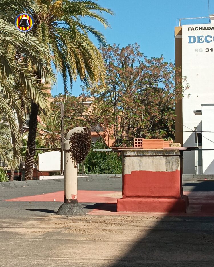 Los bomberos multiplican la retirada de panales de abejas en entornos urbanos